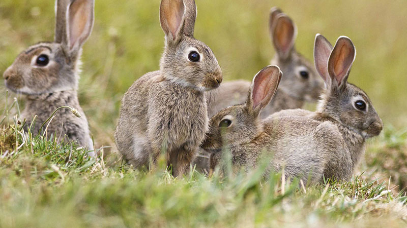 Rabbit Control Suffolk Wildlife Services