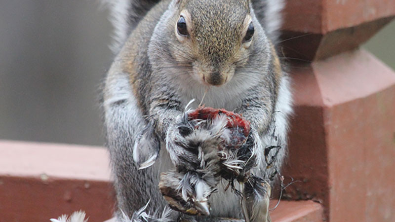 Squirrel Control Suffolk Wildlife Services