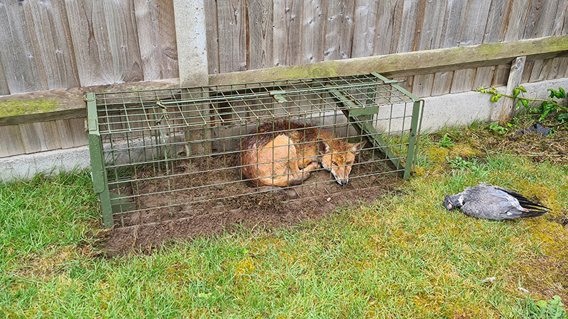 Fox Control Suffolk Wildlife Services