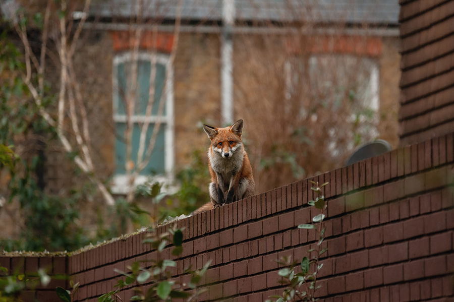 Foxes