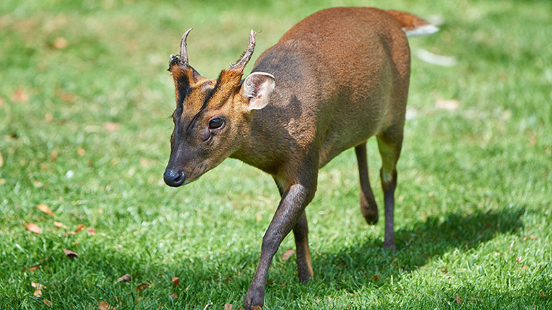 Suffolk Wildlife Services