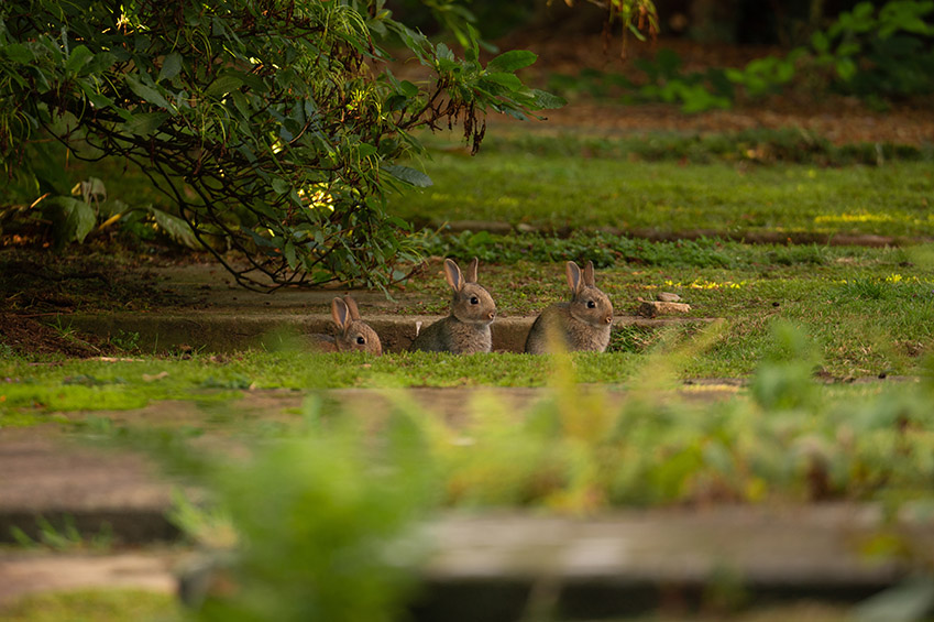 Rabbit Control