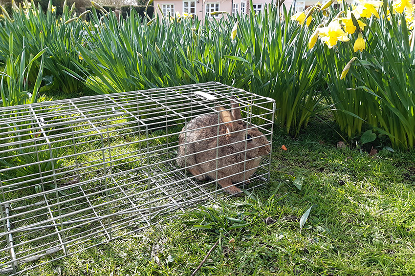 Rabbit Control