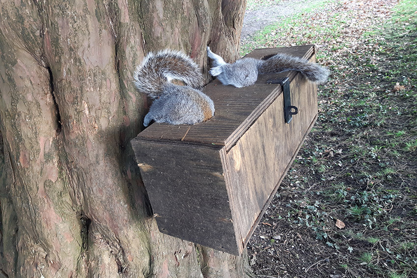 Grey Squirrel Control